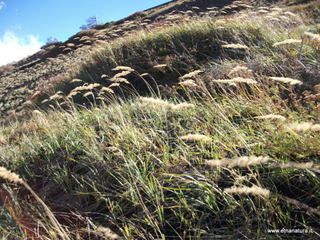 rrente Quarantore-01-11-2012 11-03-44